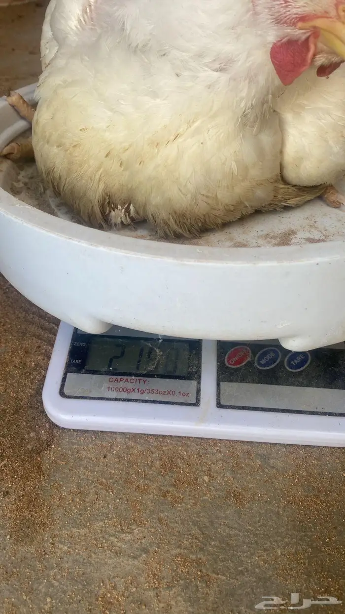 صوص الدجاج اللاحم عمر 35 يوم 2