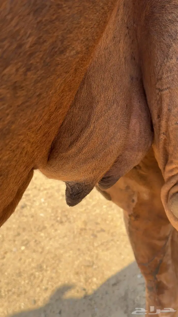 ناقه ساحلية لقحه 0