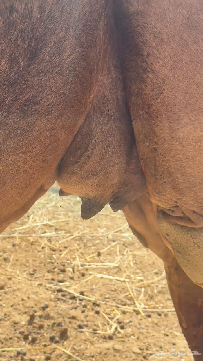 ناقه ساحلية لقحه 2