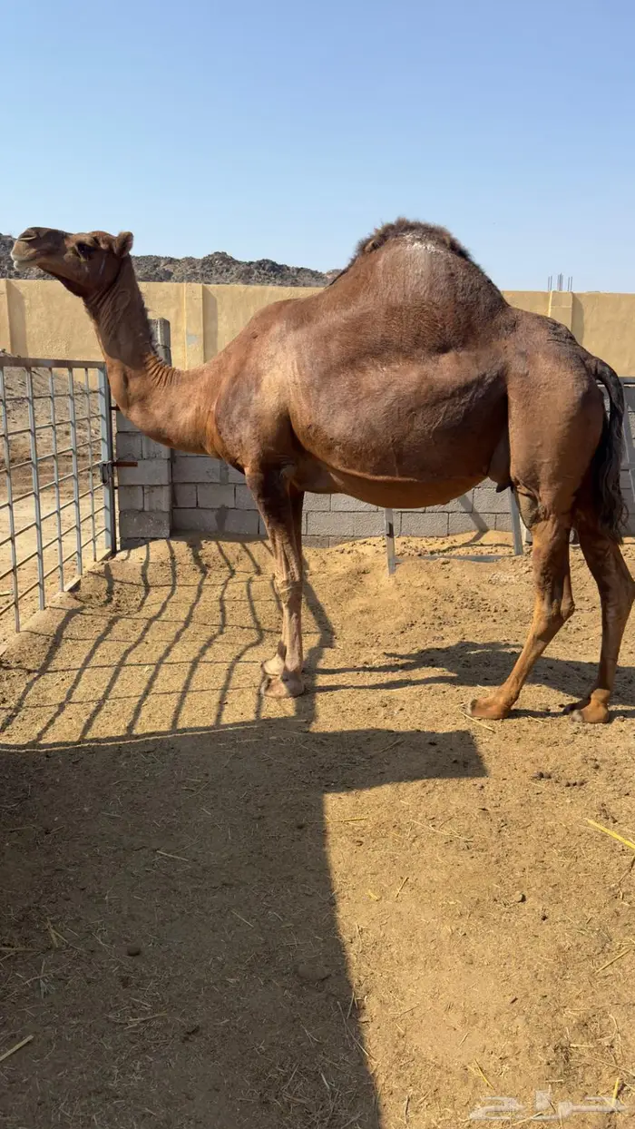 ناقه ساحلية لقحه 3