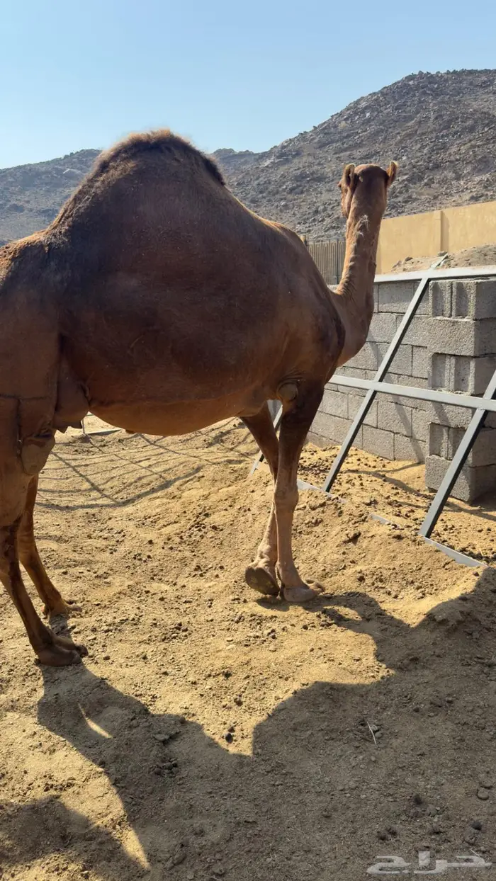 ناقه ساحلية لقحه 1