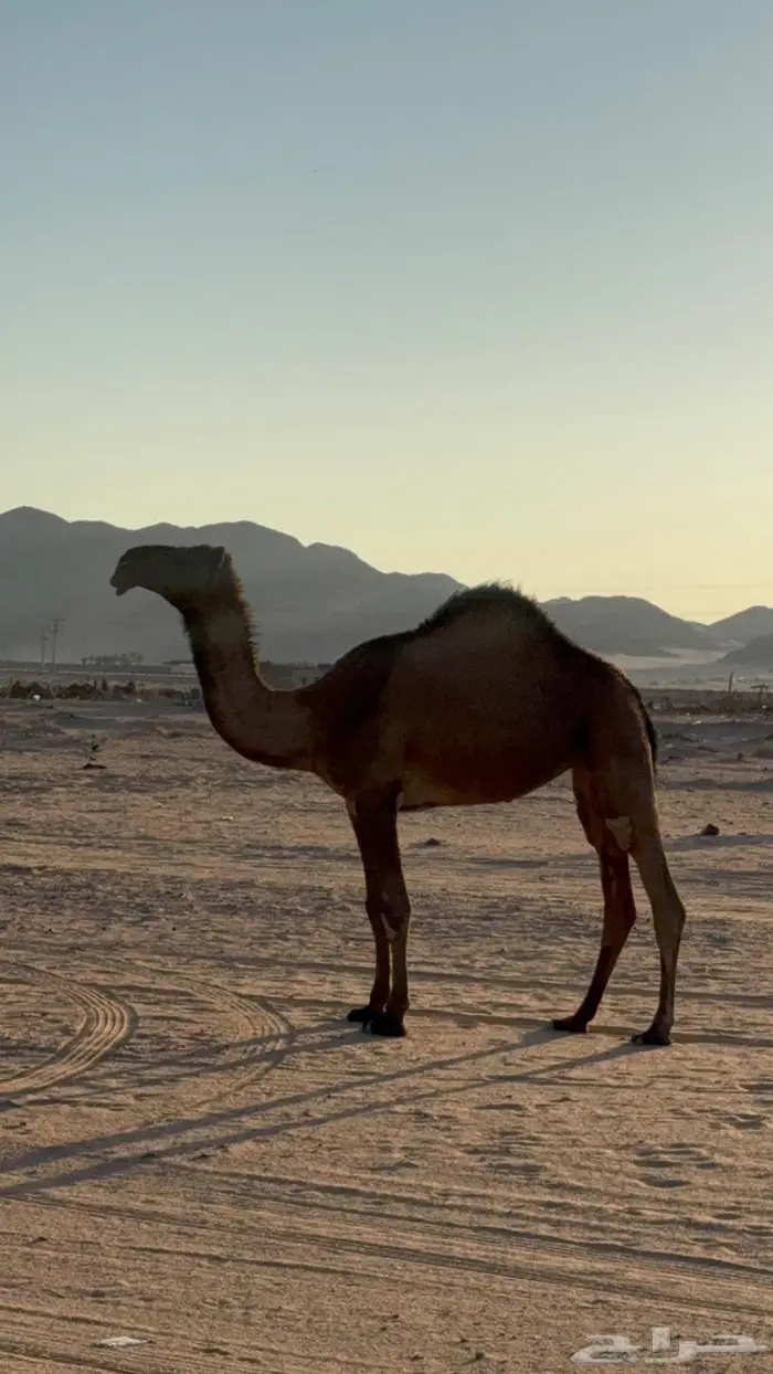 البكره الدبيانيه الكفو 0