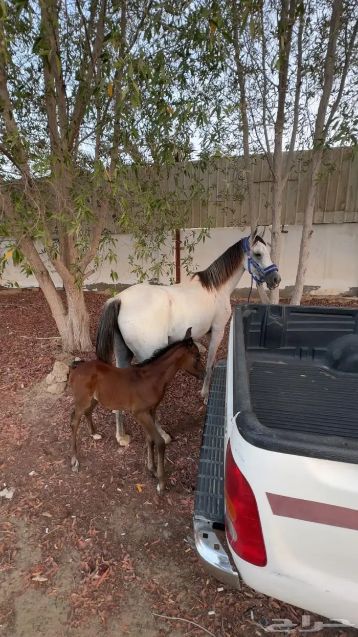 فرس شعبيه معها مهره 0