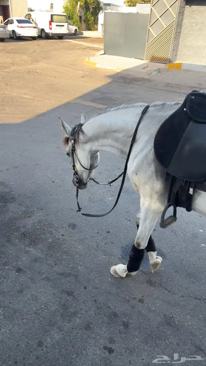 فرس شعبيه معها مهره 1