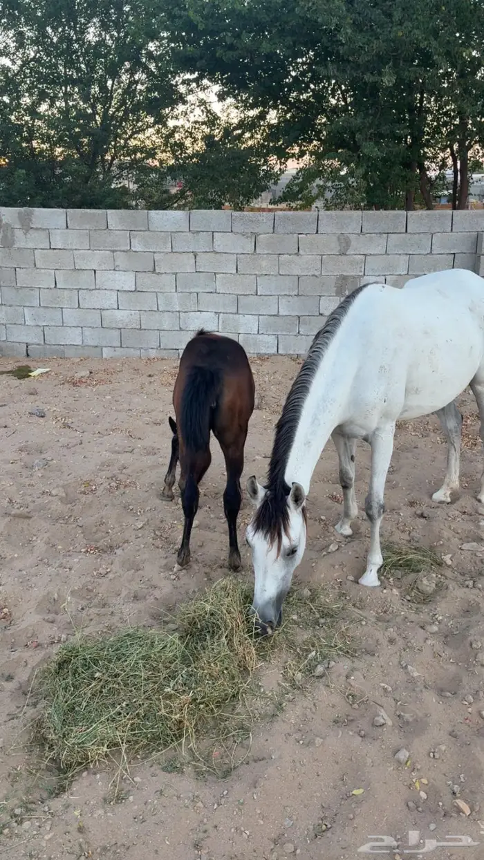 فرس شعبيه معها مهره 2