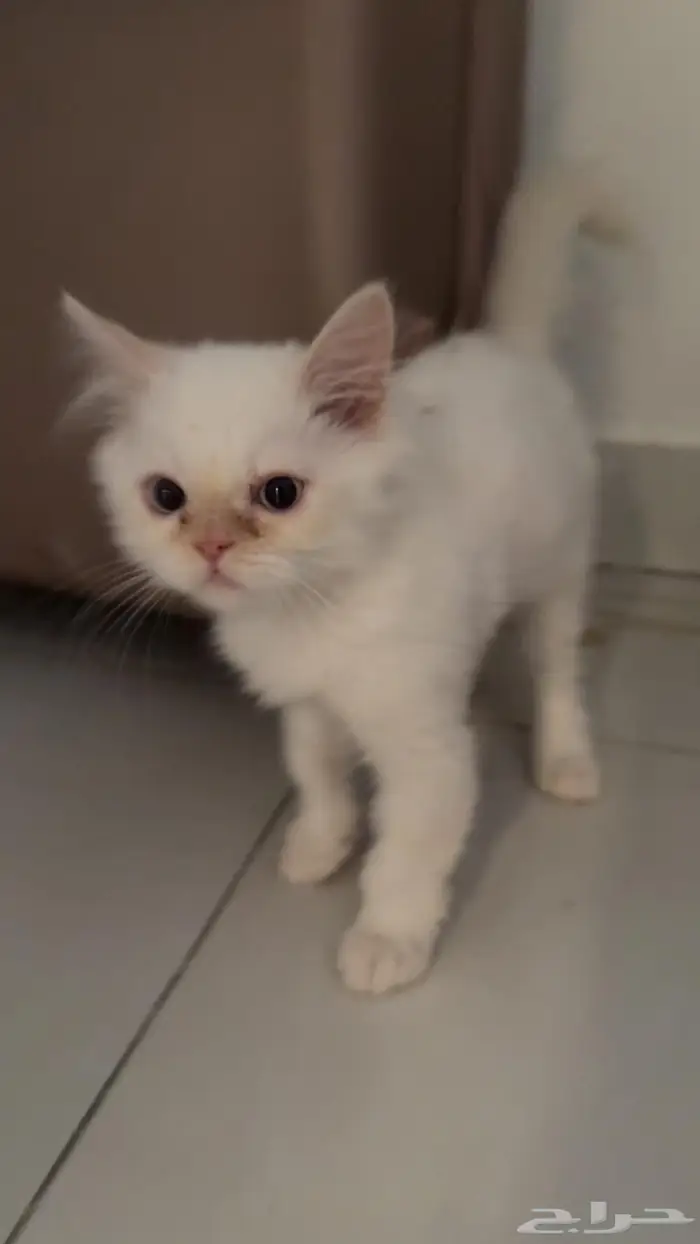 قطوة شرازية للبيع 2