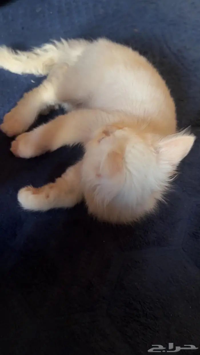 قطوة شرازية للبيع 0