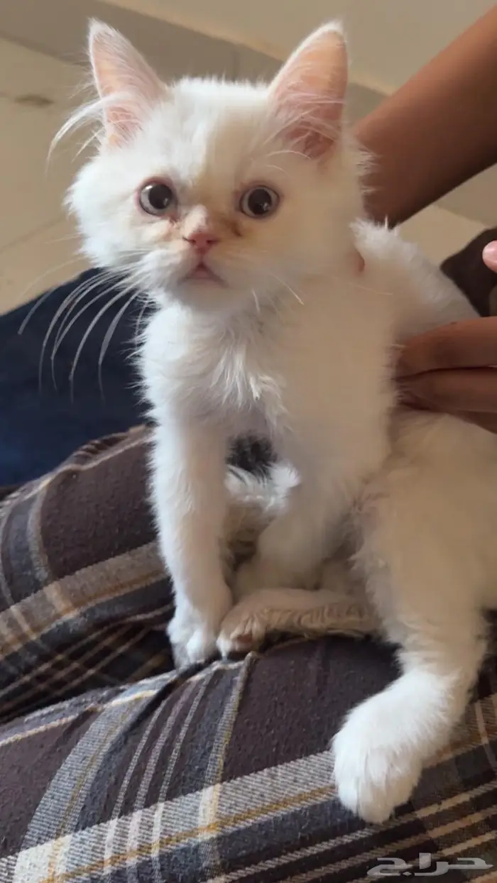 قطوة شرازية للبيع 1