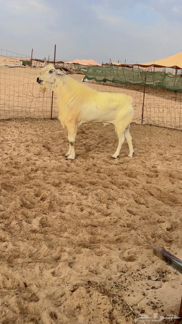 للبيع فحل بيشي فاخر 1