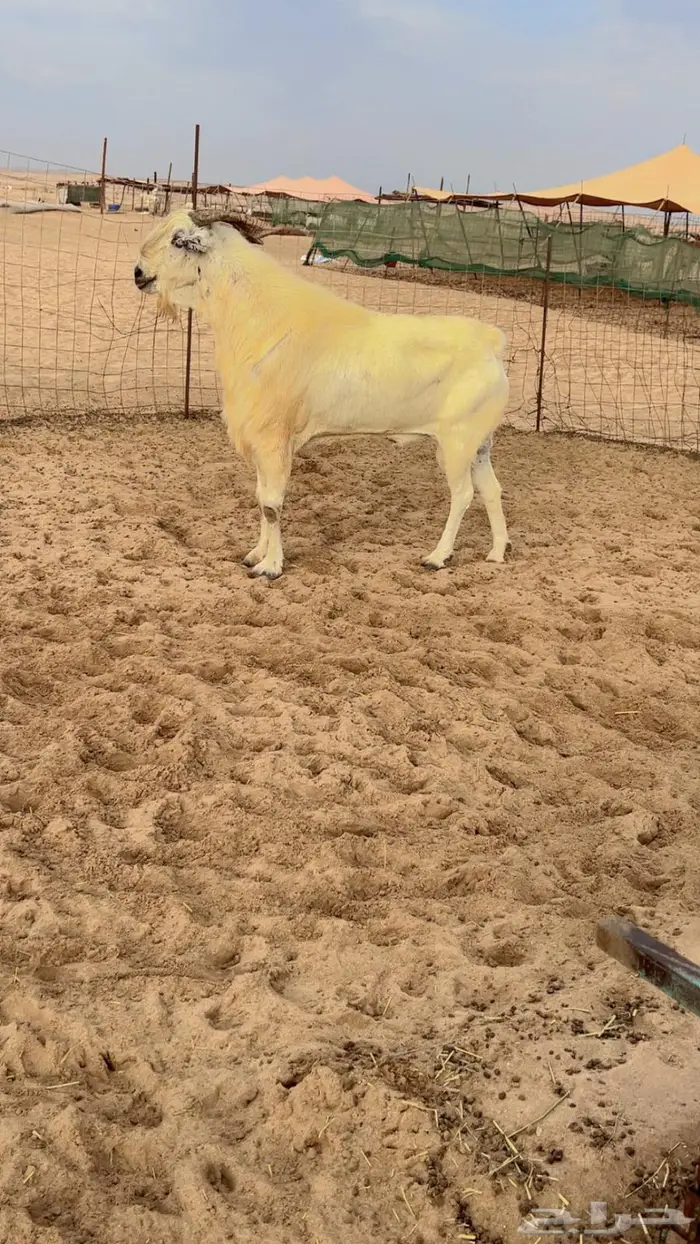 للبيع فحل بيشي فاخر 0