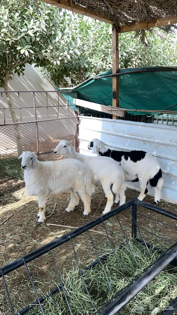 خرفان حريه طيبه 1