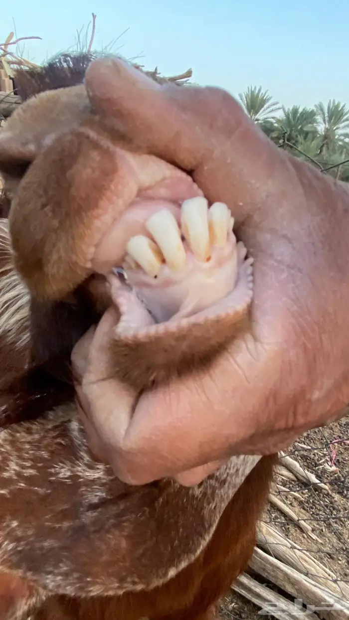 فحل قبرصي ادهم 2