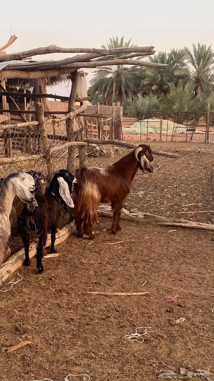 فحل قبرصي ادهم 0