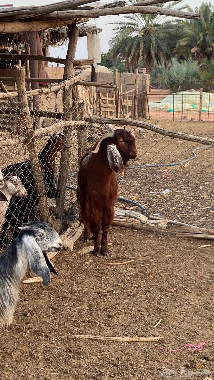 فحل قبرصي ادهم 1