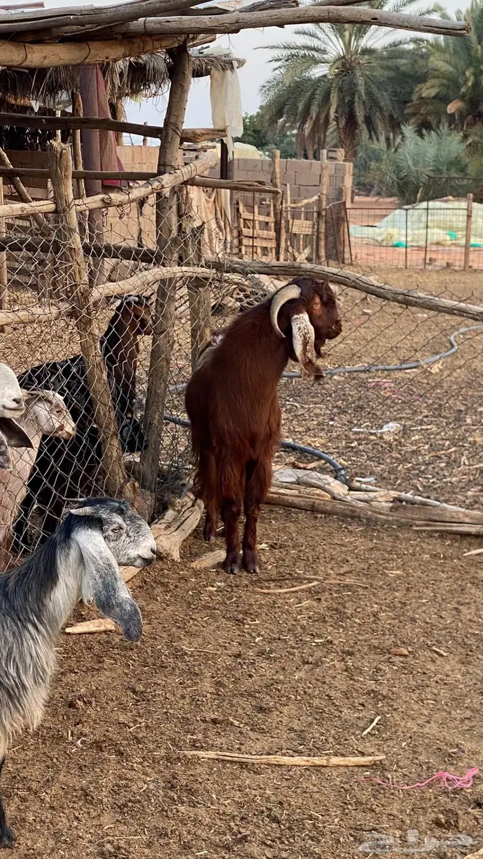 فحل قبرصي ادهم 3