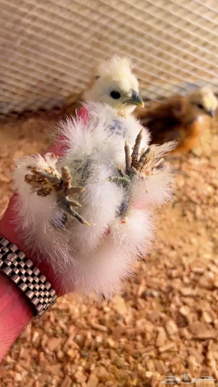 فروخ قطني ( فواخر ) 3