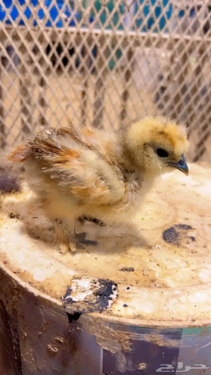 فروخ قطني ( فواخر ) 2