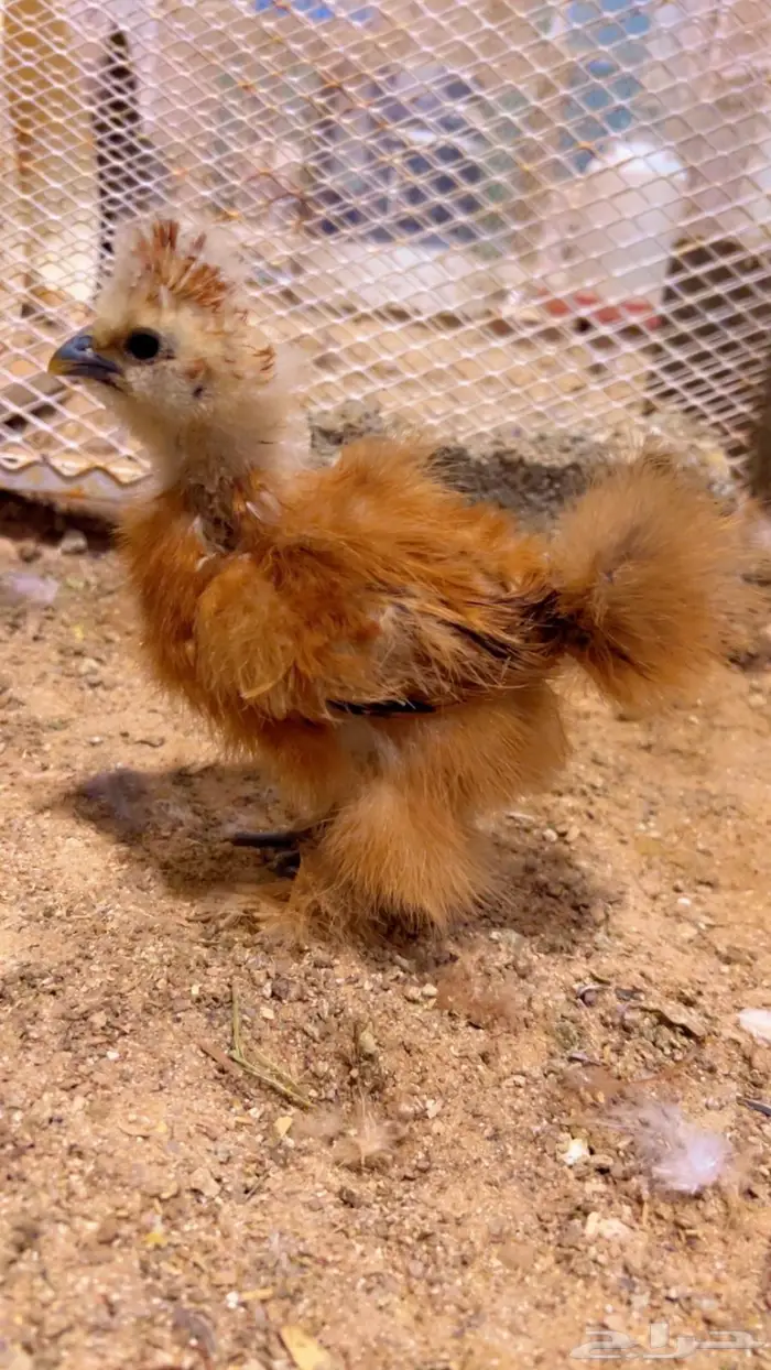 فروخ قطني ( فواخر ) 0