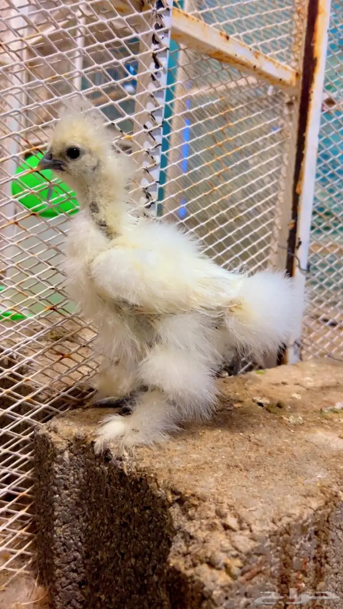 فروخ قطني ( فواخر ) 1