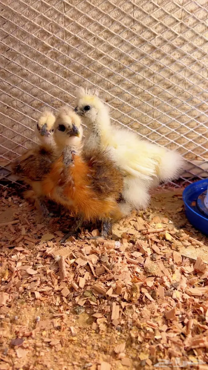 فروخ قطني ( فواخر ) 5