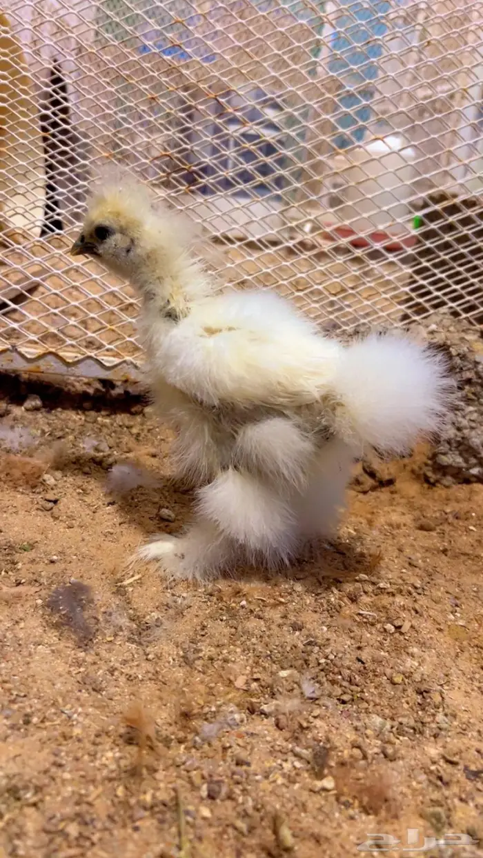 فروخ قطني ( فواخر ) 4