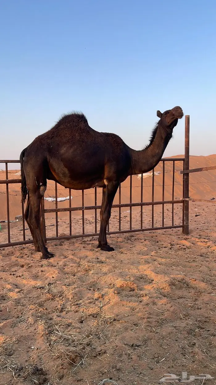 لقحة مجهم ( بكر ) كفوو 1