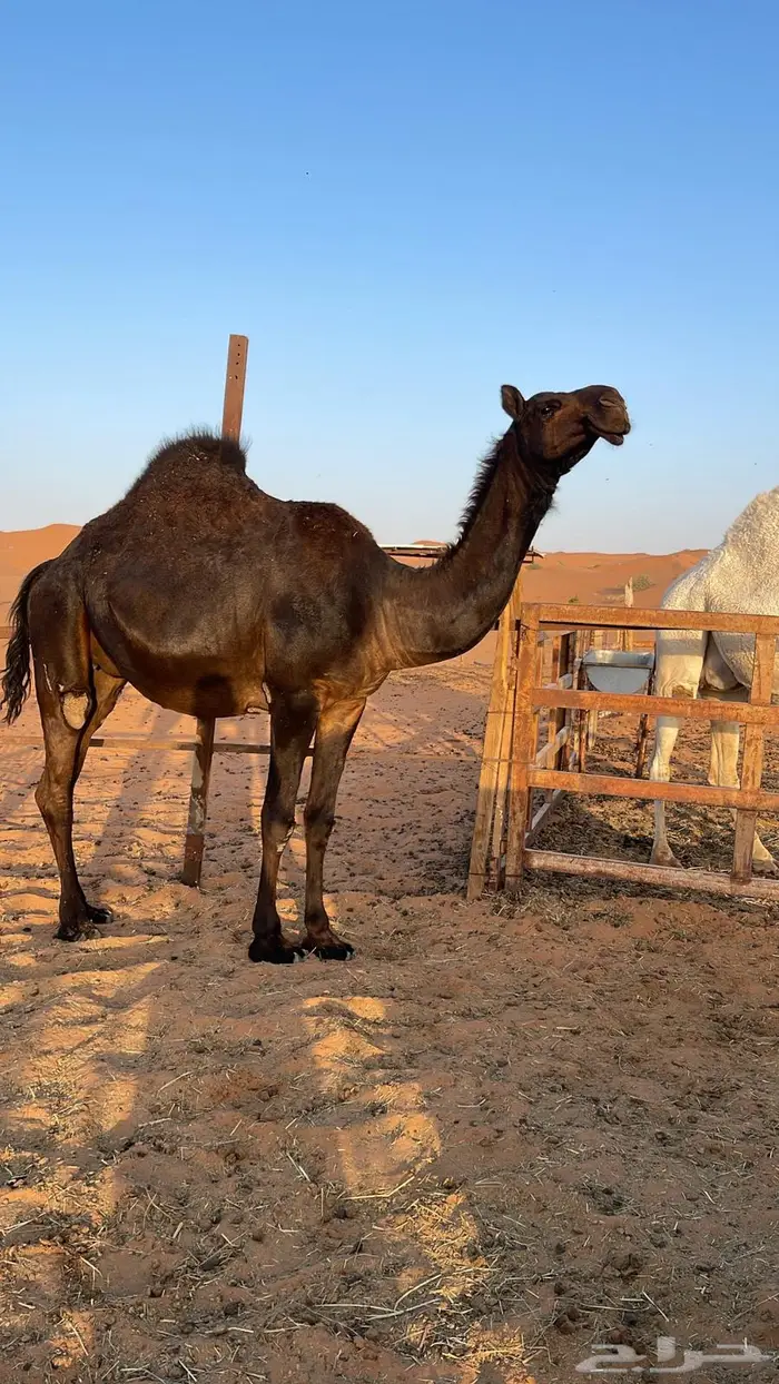 لقحة مجهم ( بكر ) كفوو 3