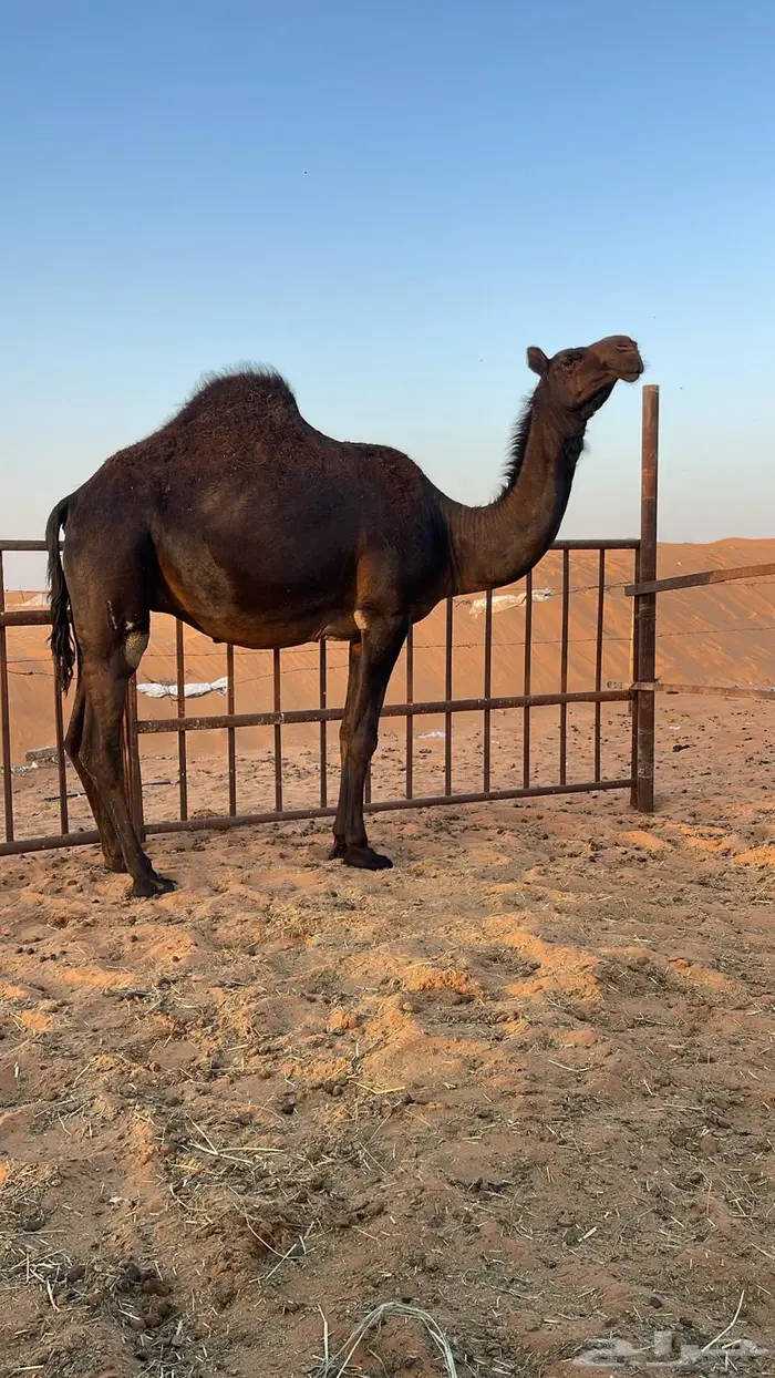 لقحة مجهم ( بكر ) كفوو 2