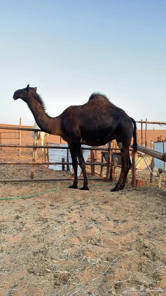 لقحة مجهم ( بكر ) كفوو 4