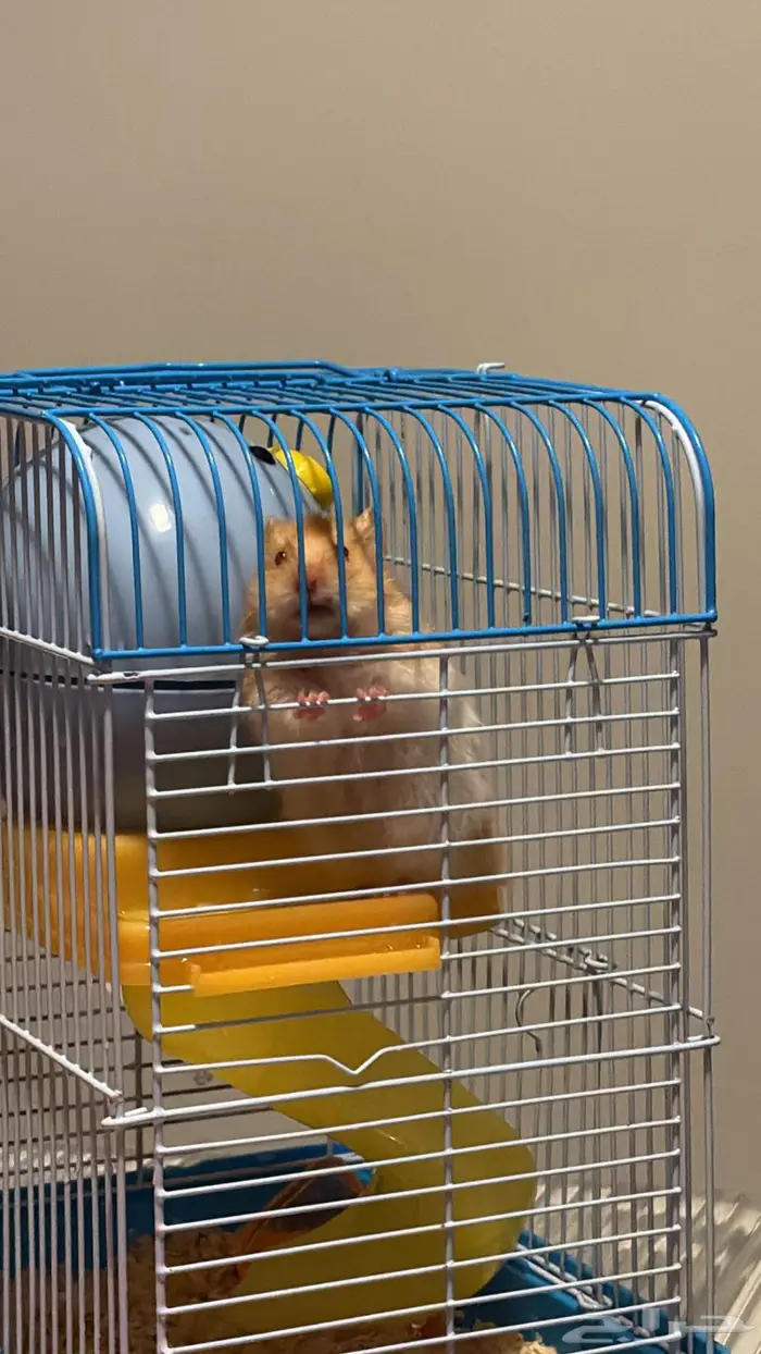 همتارو للبيع مع القفص 0