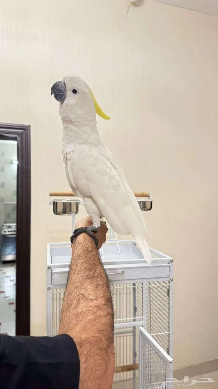 Crested Cockatoo 0