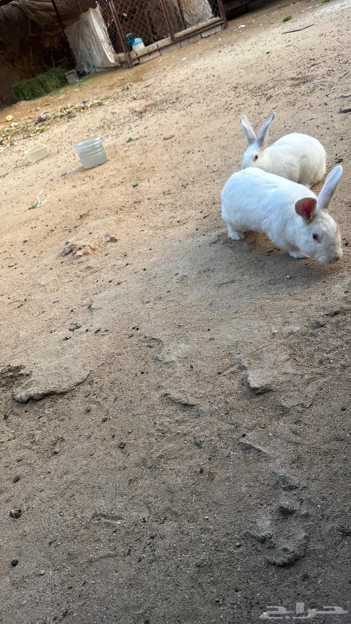 ارانب للبيع عدد 13 0