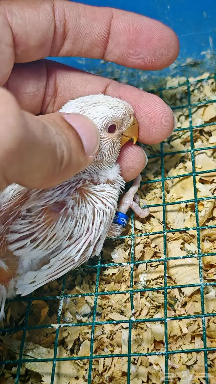 روز فرخ البينو 0