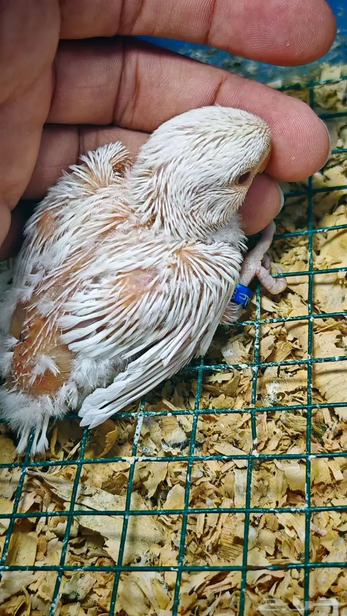 روز فرخ البينو 1