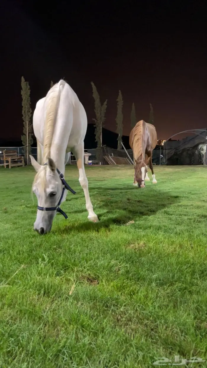 مطلوب عربة نقل خيل من الوجة لمكة 0