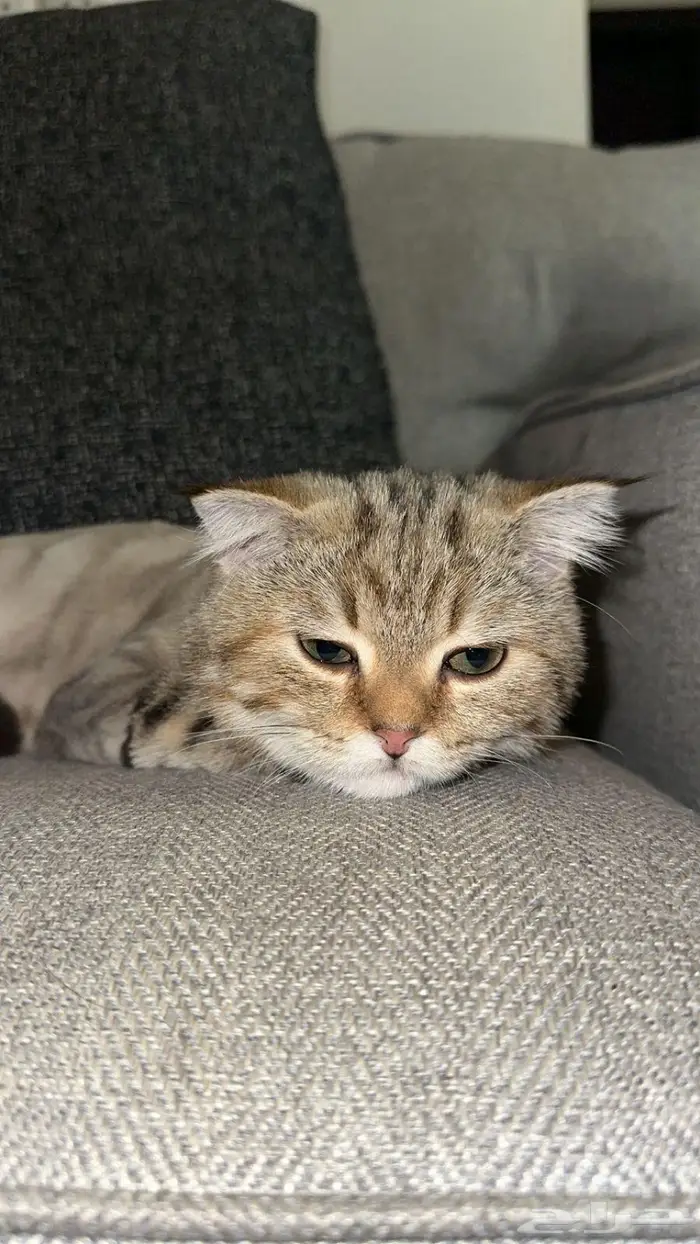 قط سكوتش للبيع 2