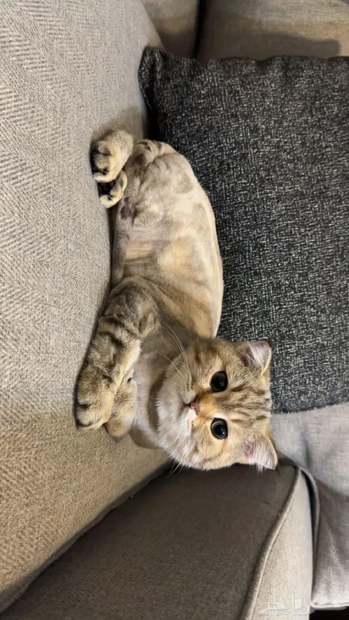 قط سكوتش للبيع 3