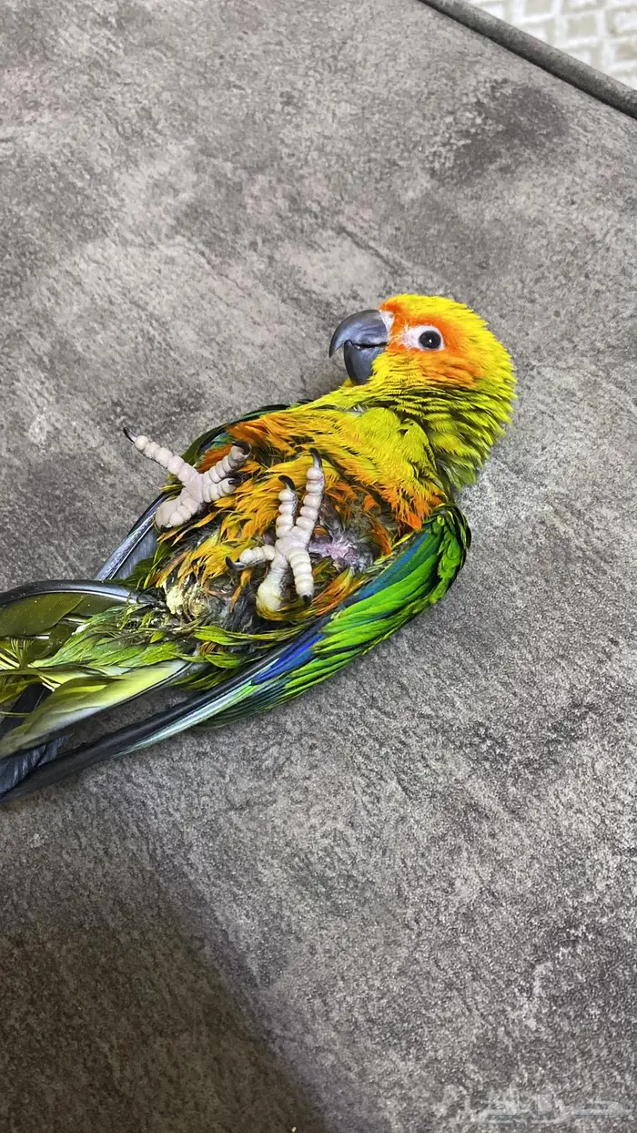 صن كنيور عمر شهرين ونص 0