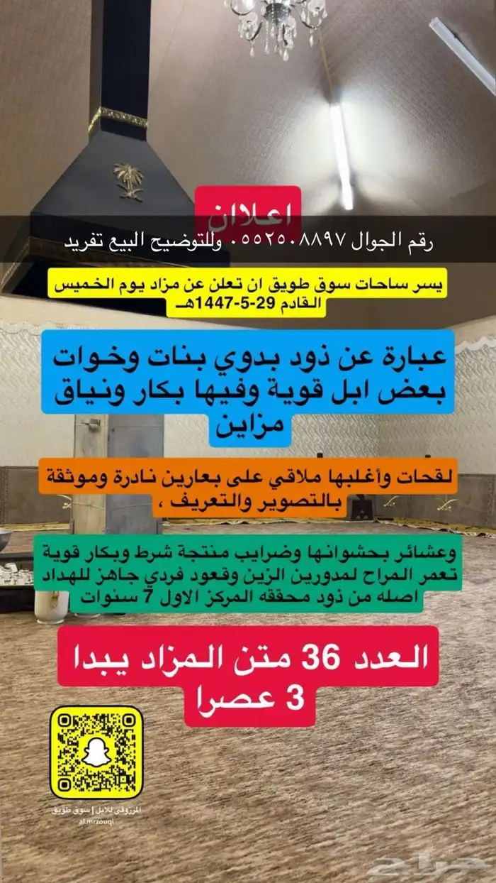 نياق وضح كفو مزايين فرصة البيع تفريد 0