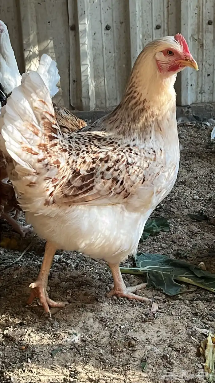 دجاج لهمان براون 2