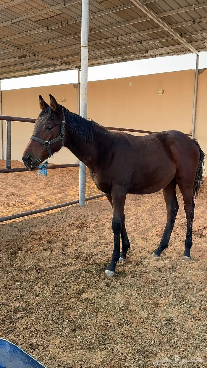 فرس انقليزيه مع ولدها 1