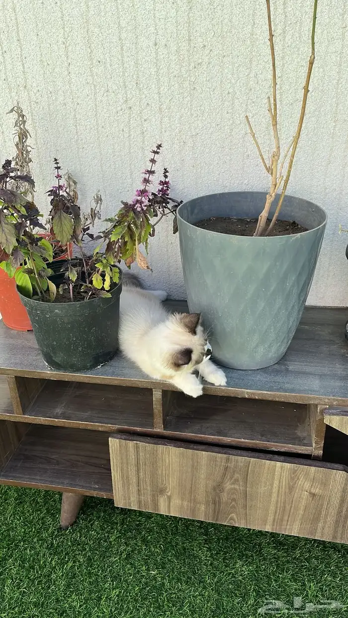 قط راغدول هاملايا 2