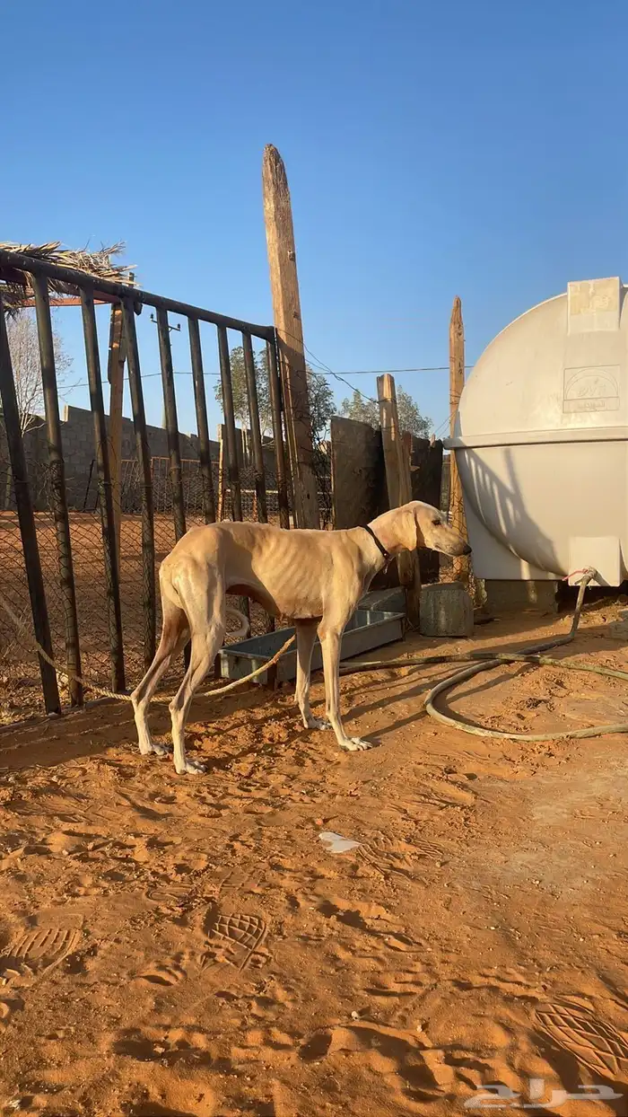 ابغى سلوقي للتبني 0