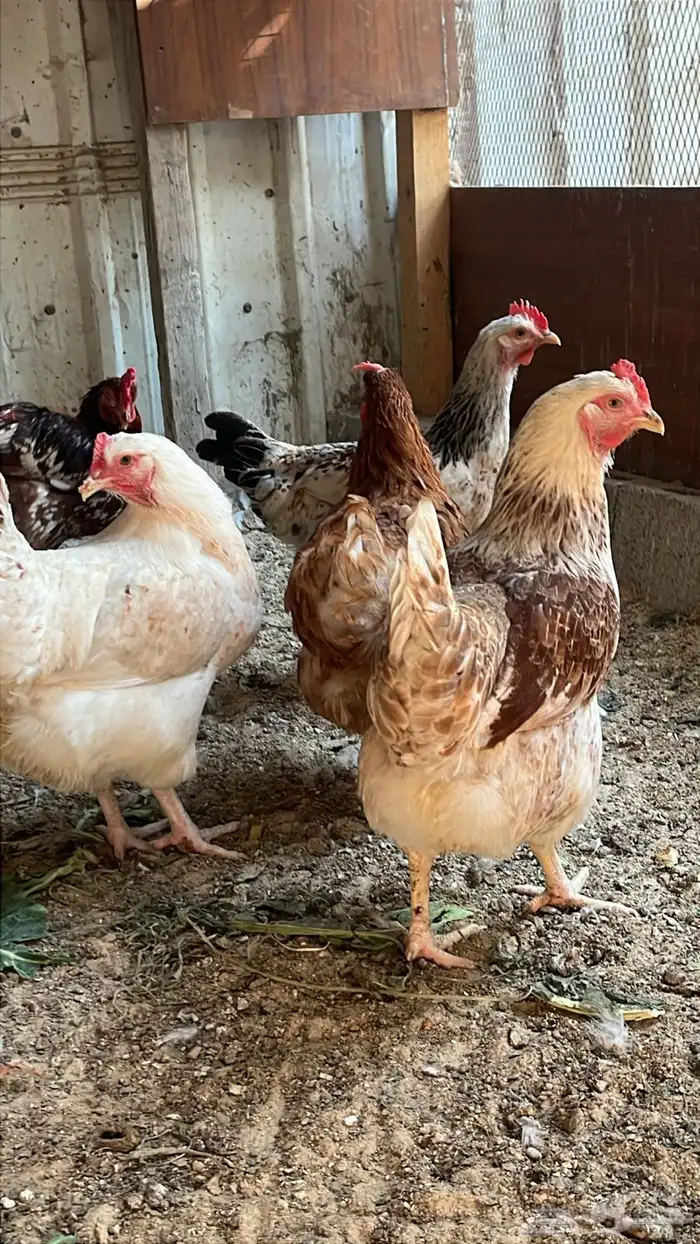 دجاج لهمان براون 0