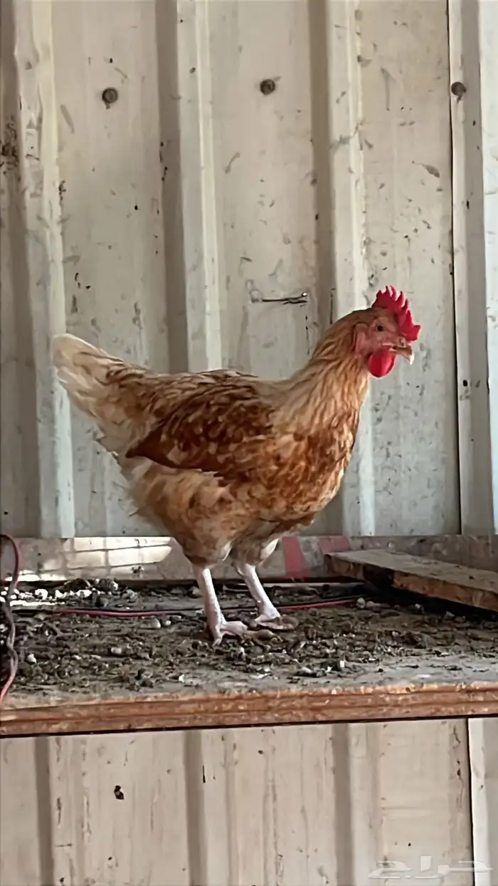 دجاج لهمان براون 3