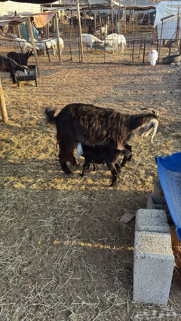 معزا متاومات 1