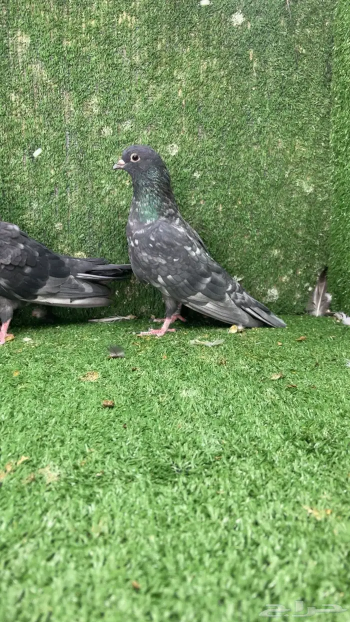 جوز صنعاني صنعاوي 0