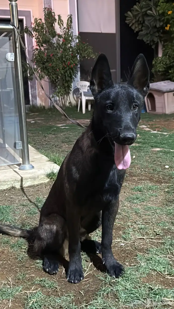 كلاب مالينو 0