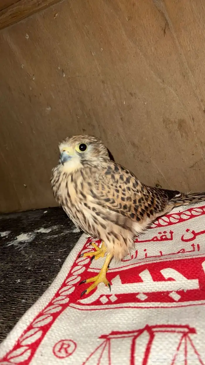 جليما او باشق 1