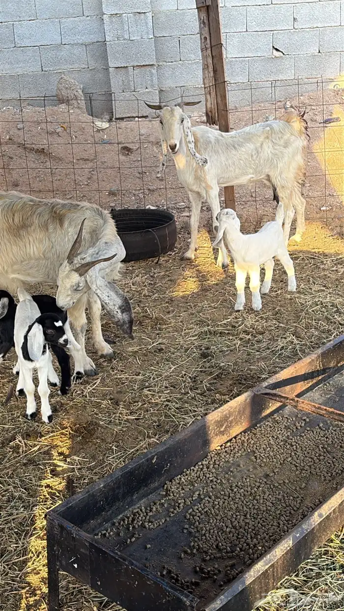 معزا متاومات 6